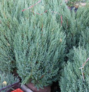 juniperus_chinensis_stricta1.jpg